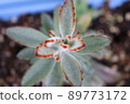 succulents 89773172