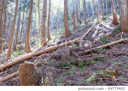 Sugi logging: Lumber shortage 89773402