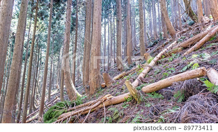Sugi logging: Lumber shortage Sugi logging: Lumber shortage 89773411