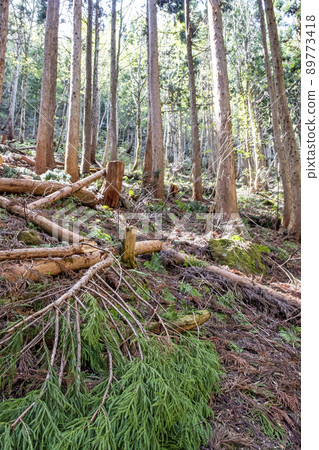 Sugi logging: Lumber shortage Sugi logging: Lumber shortage 89773418