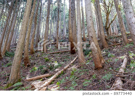 Logging of cedar, lack of timber, biomass Logging of cedar, lack of timber, biomass 89773440