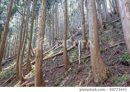 Logging of cedar, lack of timber, biomass Logging of cedar, lack of timber, biomass 89773441