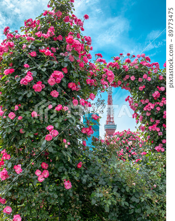 芝公園盛開的玫瑰安吉拉 芝公園盛開的玫瑰安吉拉 89773475