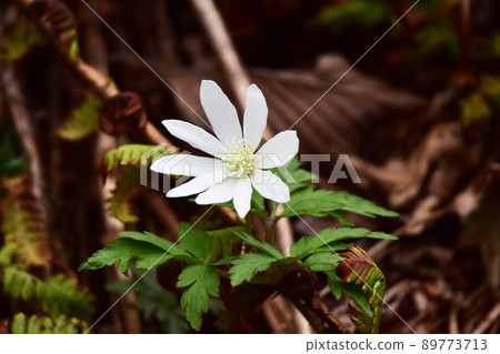 Anemone pseudoaltaica in the dead field 89773713