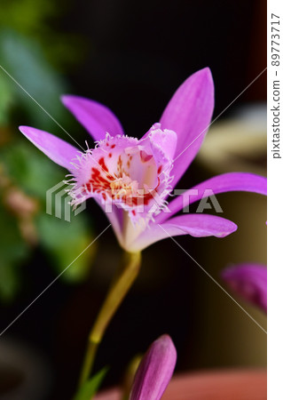 Front of Pleione formosana 89773717