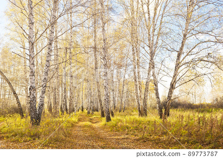 Autumn forest 89773787