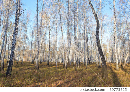 Autumn forest 89773825