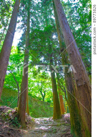 兵庫縣姬路市正社山，綠意盎然的風景 89773826