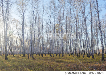 Autumn forest 89773828