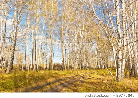Autumn forest Autumn forest 89773843