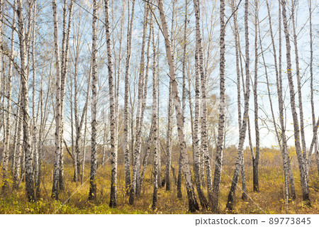 Autumn forest Autumn forest 89773845
