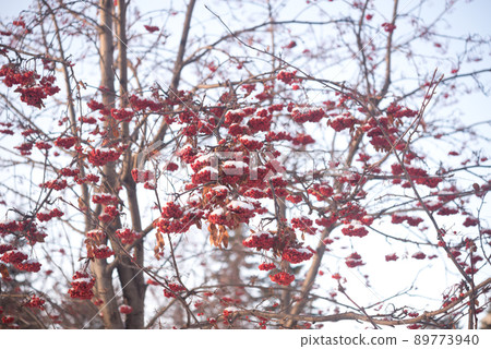 Winter rowan Winter rowan 89773940