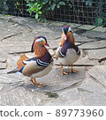 Mandarin ducks in Bade Wetland Park, Taoyuan, Taiwan 89773960