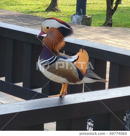 Bade Wetland Park, Taoyuan, Taiwan 89774068