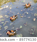 Mandarin duck swimming in water 89774130