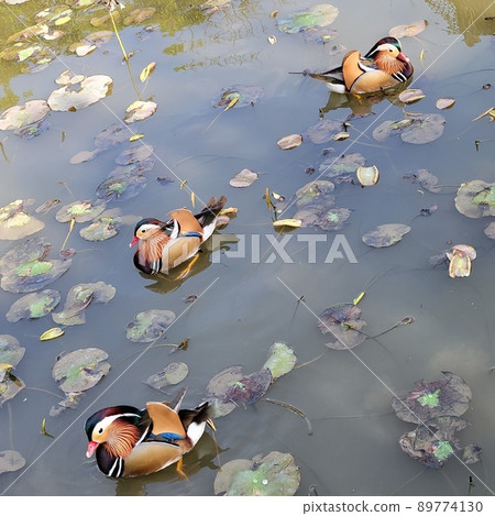Mandarin duck swimming in water 89774130