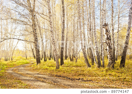 Autumn forest Autumn forest 89774147