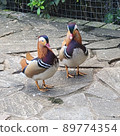 Mandarin ducks in Bade Park, Taoyuan, Taiwan 89774354