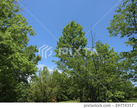 5 minutes from the station Seishin Central Park Kobe City Nishi-ku Park Spring 89774357