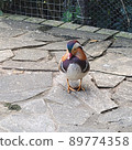 Mandarin ducks in Bade Park, Taoyuan, Taiwan 89774358