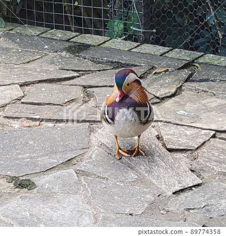 Mandarin ducks in Bade Park, Taoyuan, Taiwan 89774358