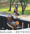 Mandarin ducks in Bade Park, Taoyuan, Taiwan 89774359