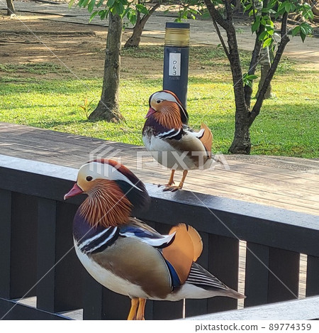 Mandarin ducks in Bade Park, Taoyuan, Taiwan 89774359