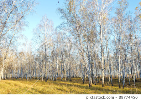 Autumn forest Autumn forest 89774450