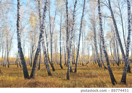 Autumn forest Autumn forest 89774451