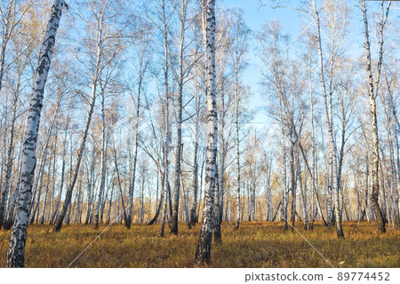 Autumn forest 89774452