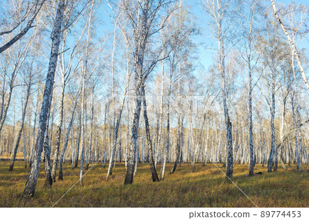 Autumn forest Autumn forest 89774453