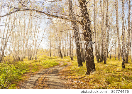 Autumn forest 89774476