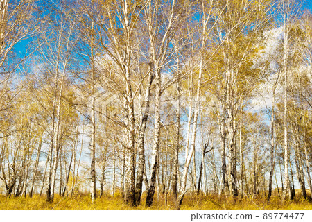 Autumn forest Autumn forest 89774477