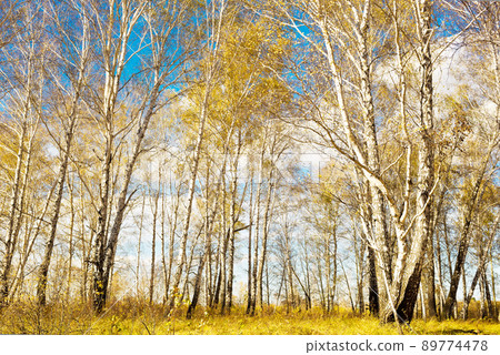 Autumn forest Autumn forest 89774478