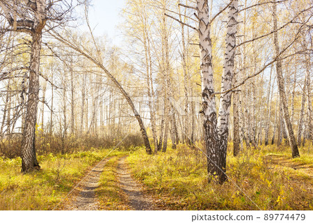 Autumn forest 89774479