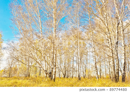 Autumn forest Autumn forest 89774480