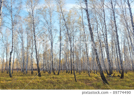 Autumn forest Autumn forest 89774490