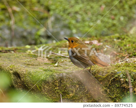 Robin standing on a mossy rock Robin standing on a mossy rock 89774525