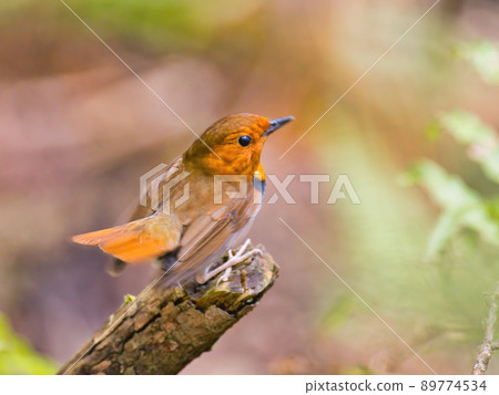 A robin standing at the tip of an artificially cut branch tries to turn around 89774534