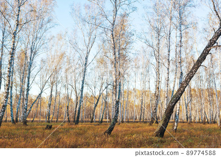 Autumn forest Autumn forest 89774588