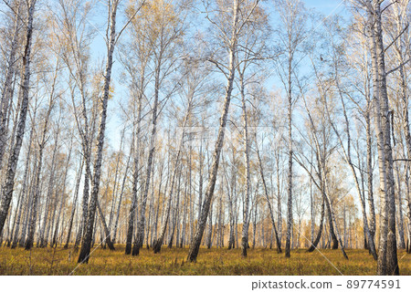 Autumn forest 89774591