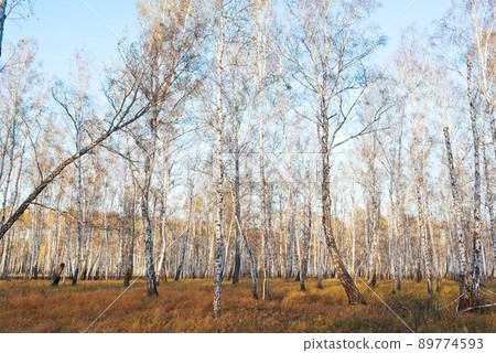 Autumn forest Autumn forest 89774593