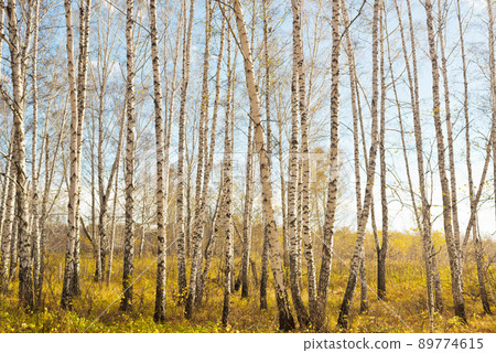 Autumn forest 89774615