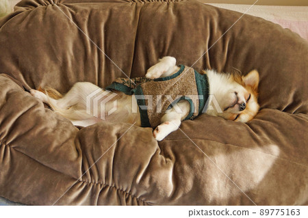 Chihuahua taking a nap in the navel 89775163