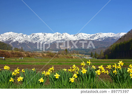 Spring in Nohira, Hakuba Village, Nagano Prefecture 89775397
