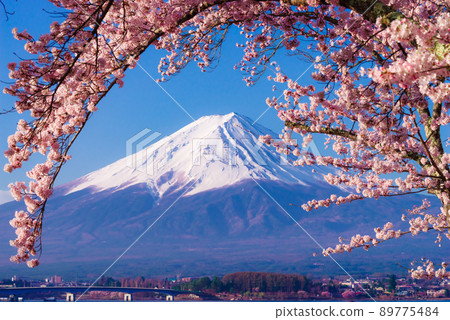 A row of cherry blossom trees on the north shore of Lake Kawaguchi A row of cherry blossom trees on the north shore of Lake Kawaguchi 89775484
