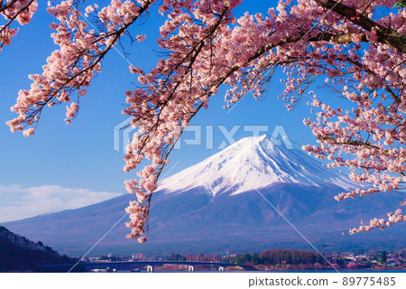 A row of cherry blossom trees on the north shore of Lake Kawaguchi A row of cherry blossom trees on the north shore of Lake Kawaguchi 89775485