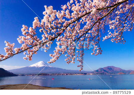 河口湖北岸的一排櫻花樹 河口湖北岸的一排櫻花樹 89775529