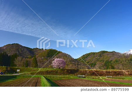長野縣白馬村野平的一棵櫻花樹 89775599