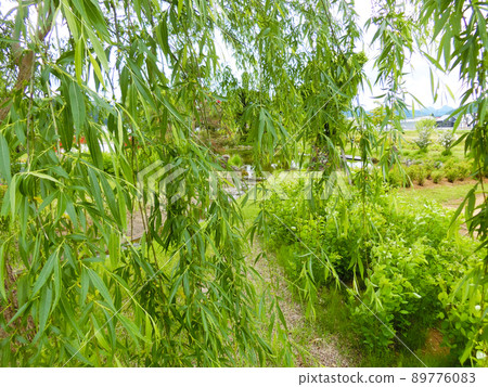 道之驛大勝小町之裡垂柳(秋田縣湯澤市) 道之驛大勝小町之裡垂柳(秋田縣湯澤市) 89776083